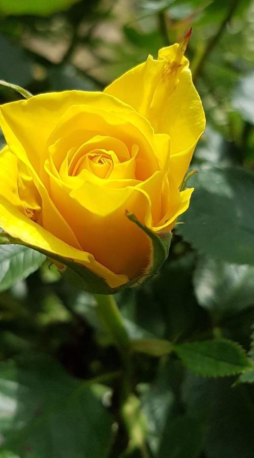 Yellow Rose Rakovica Zewnętrze zdjęcie